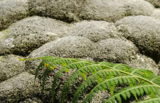 Fontainebleau Forest