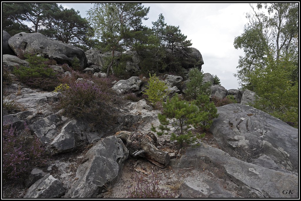 En foret de Fontainebleau, les chemins sont rares, on les appelle des routes, les sentiers quant à eux, peuvent être de grande randonnée, surtout s'ils sont balisés de bleu, vert ou rouge.Le sentier N°19 est balisé permet le tour du golfe de Larchant en forêt de la Dame Jouanne. Il se parcourra de préférence en une journée pour permettre des arrêts prolongés aux magnifiques points de vue qui rythment son tracé dans la forêt de la Dame Jouanne.