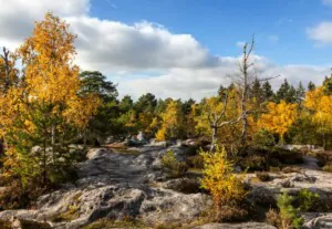 foret de Fontainebleau: histoire, nature et culture